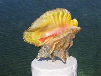 Turtle Club & Marina 3* Green Turtle Cay