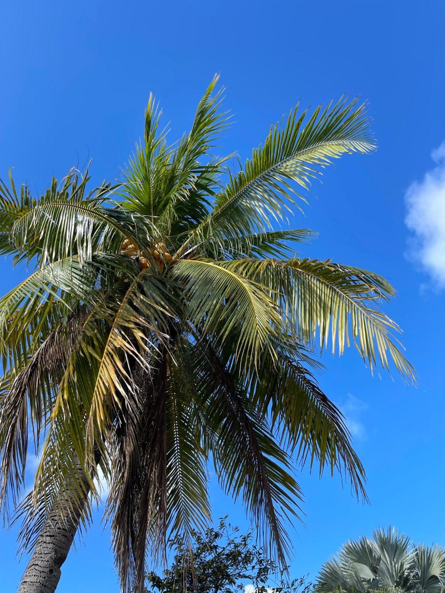 Golden Palms House