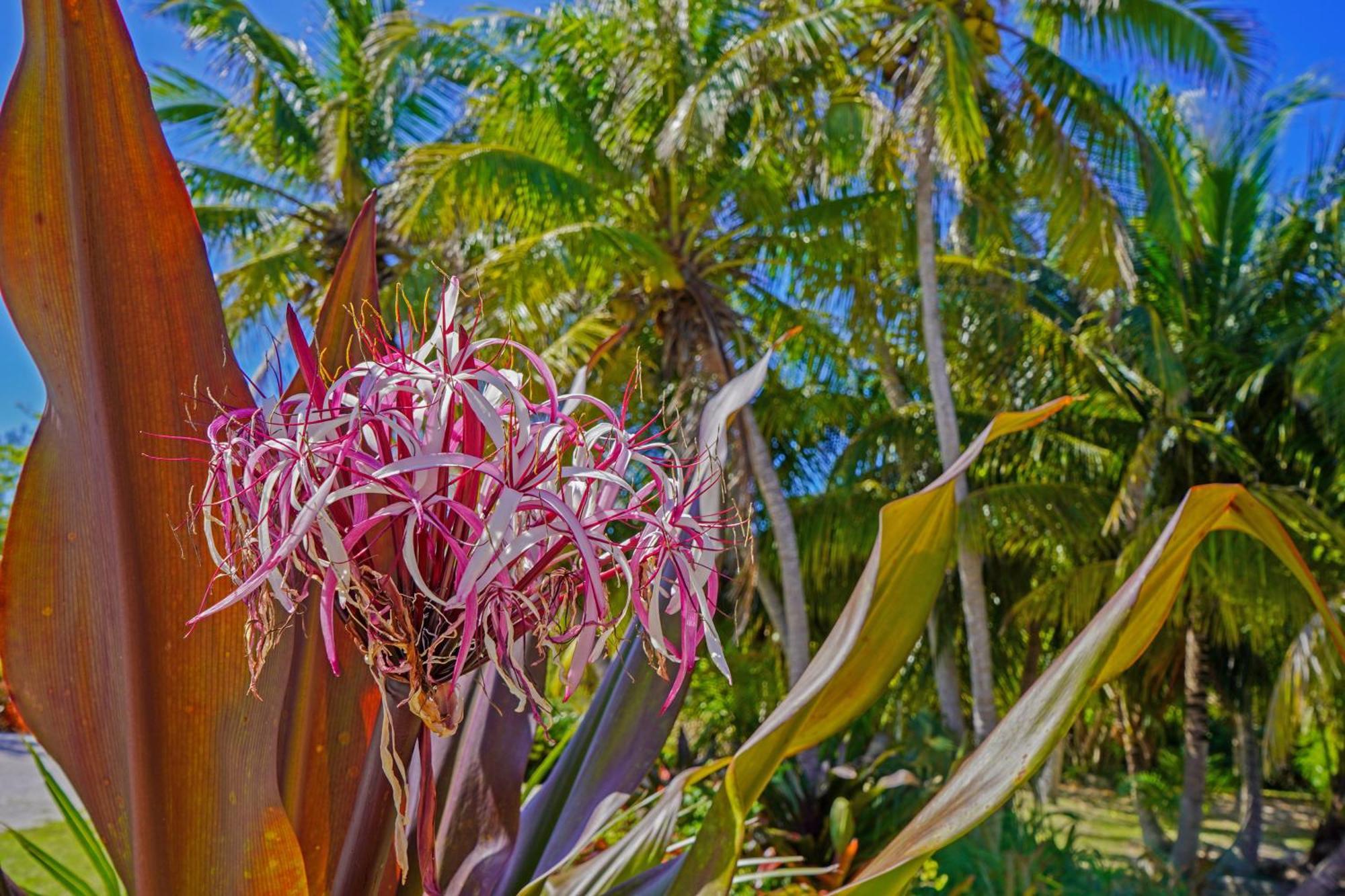 Trident * Palmetto Point
