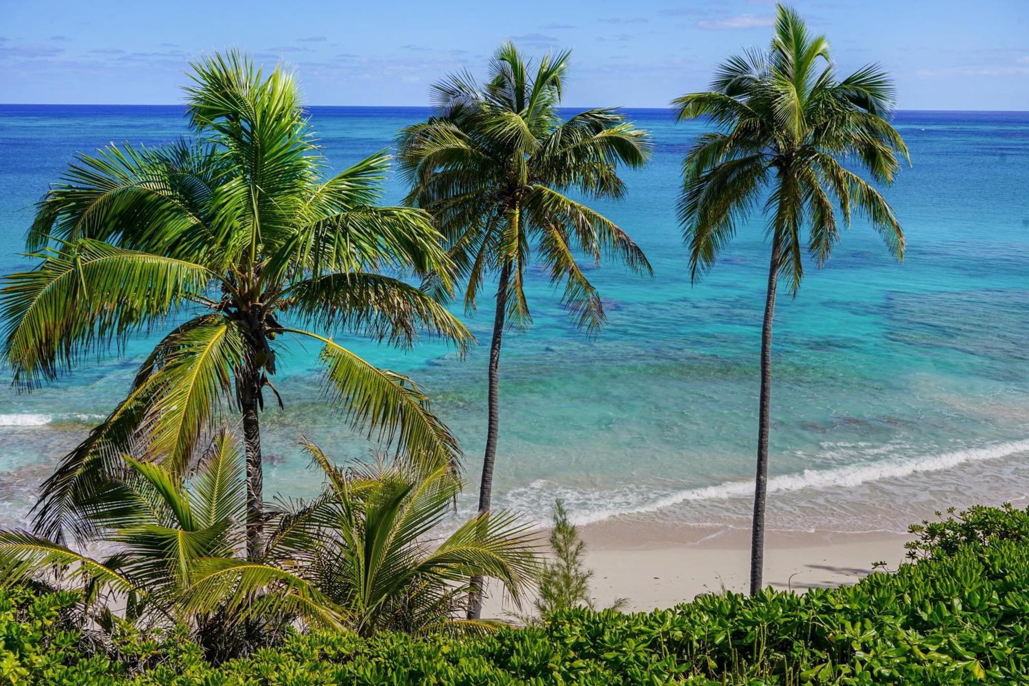 Trident Palmetto Point