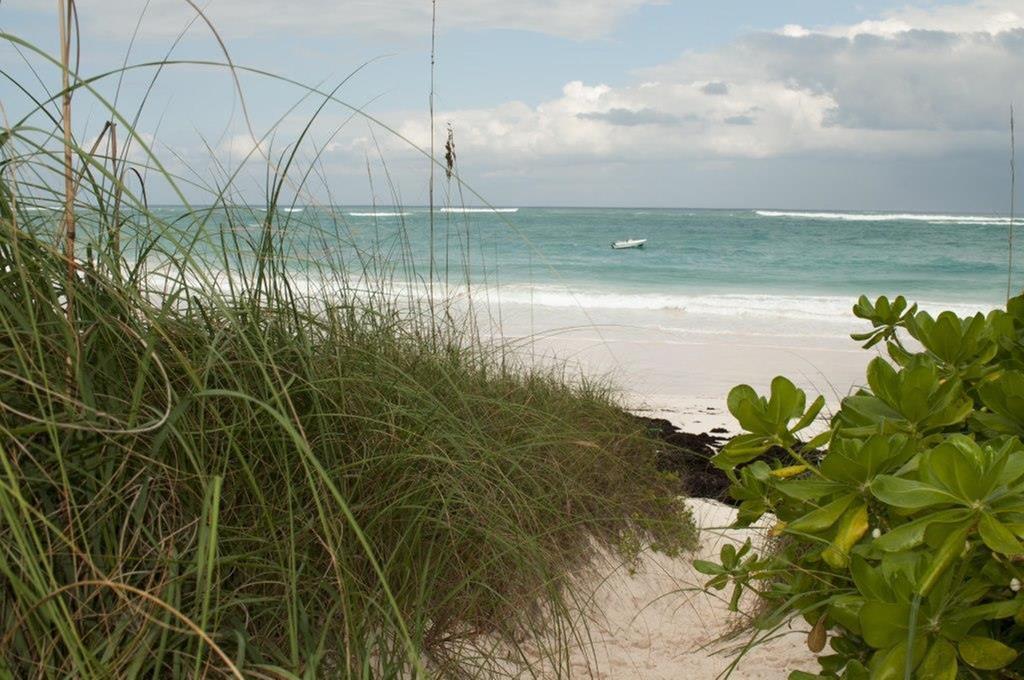 Allamanda, Eleuthera Governor's Harbour