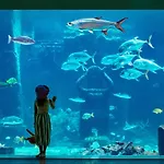The Royal At Atlantis