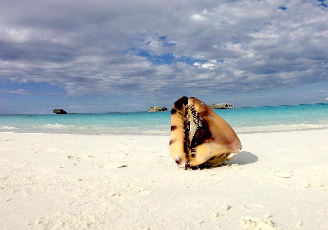 Turtles Nest Bahamas * George Town