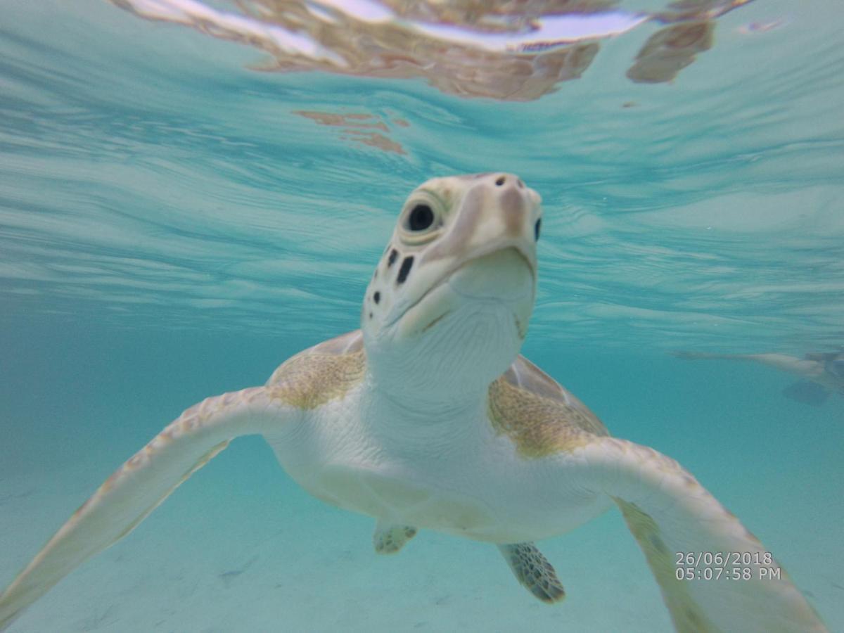 Homestay Turtles Nest Bahamas *
